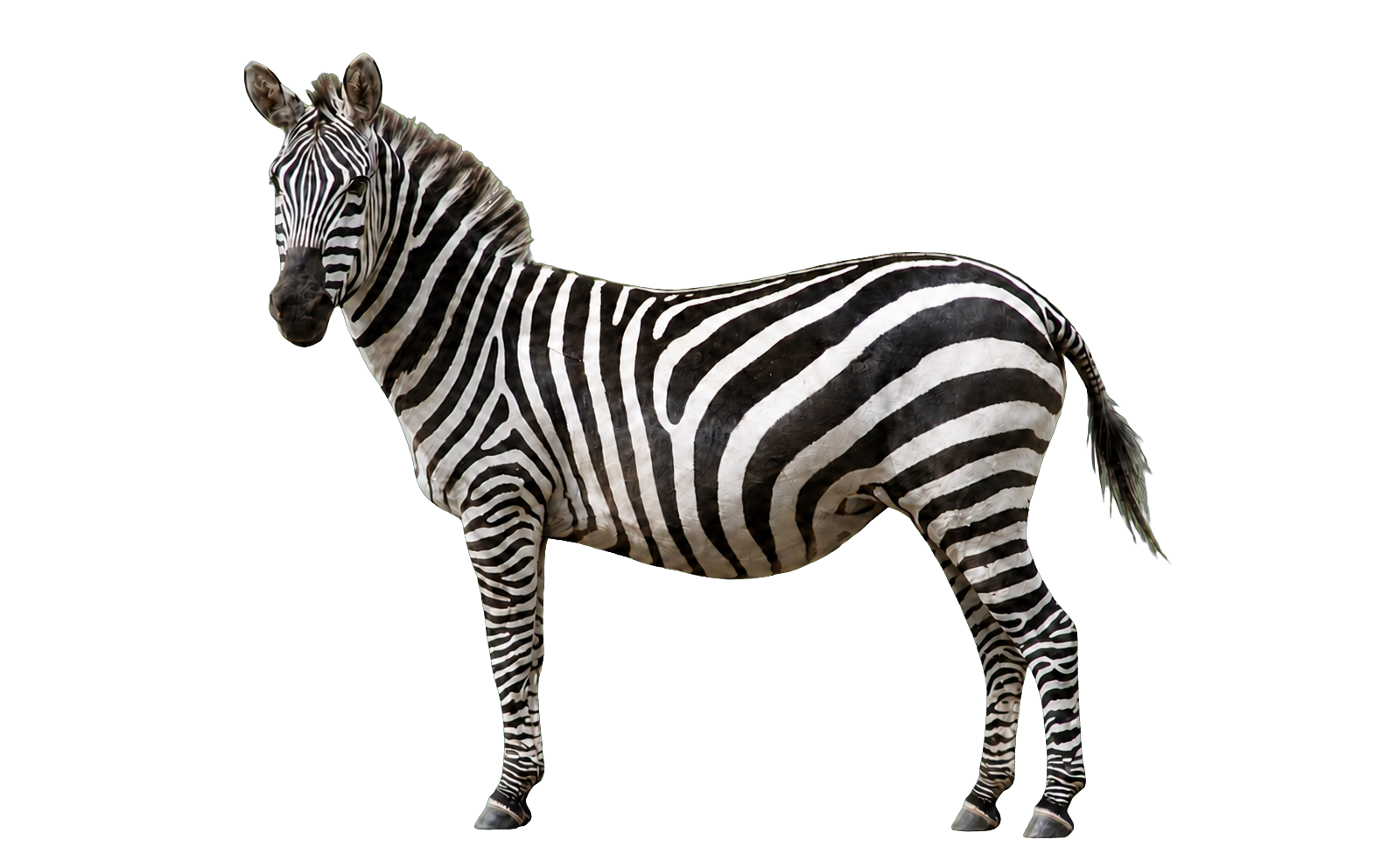 Zebrivo zebra